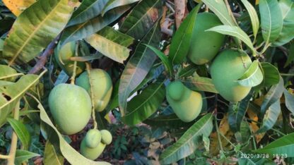 devgad mango alphonso