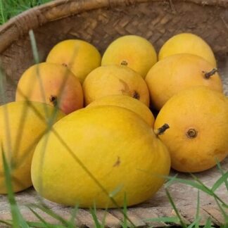 Devgad alphonso mango