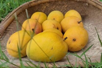 Devgad alphonso mango